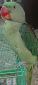 Lost Alexandrine