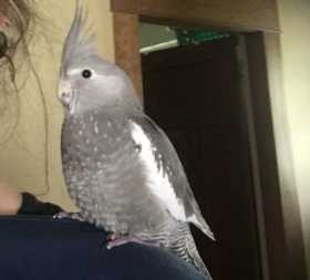 Lost Cockatiel