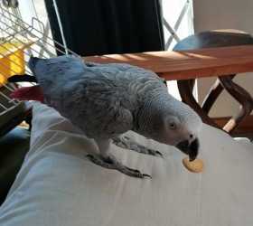Lost African Grey