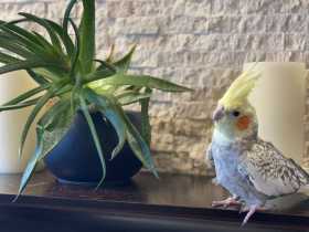 Lost Cockatiel