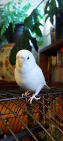 Lost Budgerigar