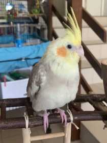 Lost Cockatiel