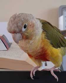 Lost Conure