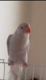 Lost Indian Ringneck Parakeet