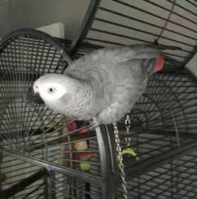 Lost African Grey