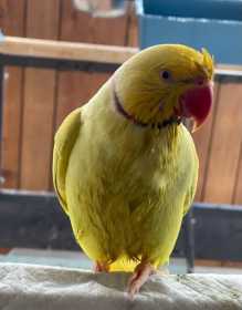 Lost Indian Ringneck Parakeet