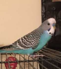 Lost Parakeet