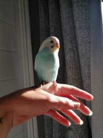 Lost Budgerigar