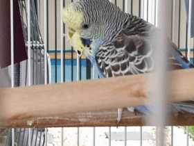 Lost Budgerigar