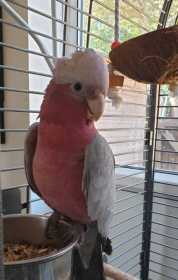 Lost Galah Cockatoo