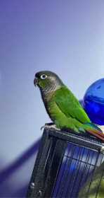 Lost Conure