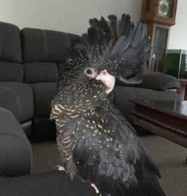 Lost Black Cockatoo