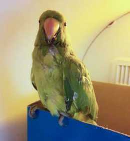 Lost Indian Ringneck Parakeet