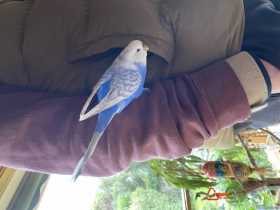 Lost Budgerigar