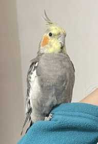 Lost Cockatiel