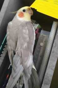 Lost Cockatiel