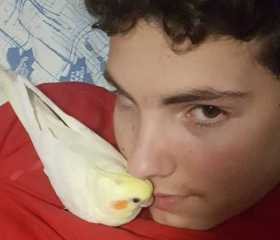 Lost Cockatiel