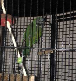 Lost Derbyan Parakeet