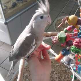 Lost Cockatiel