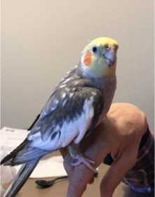 Lost Cockatiel