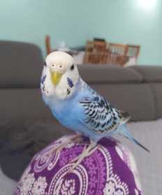 Lost Budgerigar