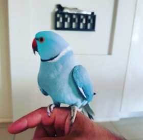 Lost Indian Ringneck Parakeet