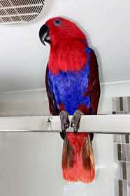 Lost Eclectus