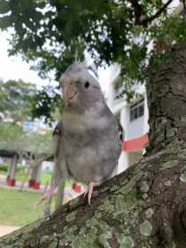 Lost Cockatiel