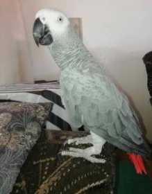 Lost African Grey