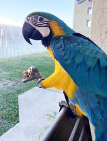 Lost Macaw