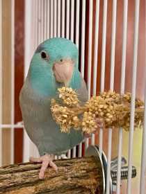 Lost Parrotlet