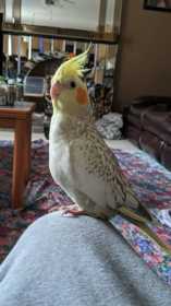 Lost Cockatiel