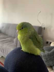 Lost Parrotlet