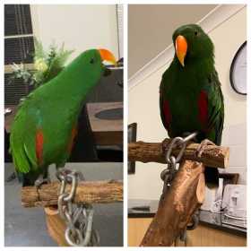 Lost Eclectus
