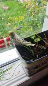 Lost Budgerigar