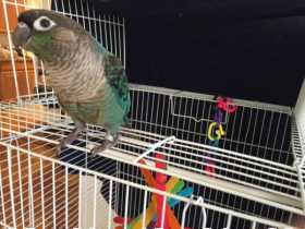 Lost Conure