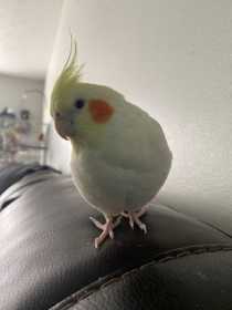 Lost Cockatiel