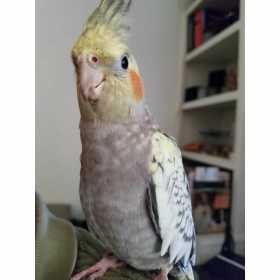 Lost Cockatiel