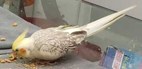 Lost Cockatiel