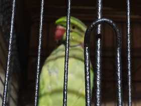 Lost African Ringneck Parakeet