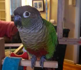 Lost Conure