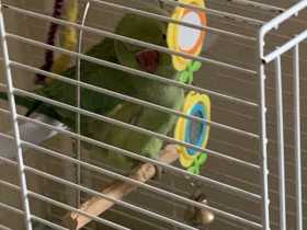 Lost Indian Ringneck Parakeet