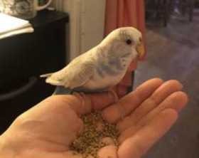 Lost Parakeet