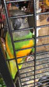 Lost Senegal