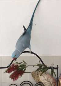 Lost Indian Ringneck Parakeet