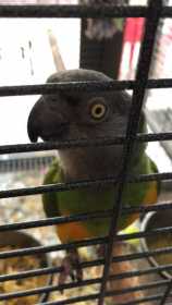 Lost Senegal