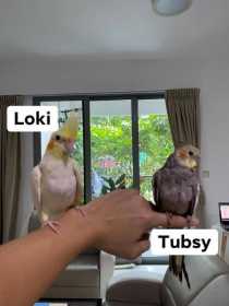 Lost Cockatiel