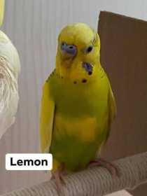 Lost Budgerigar