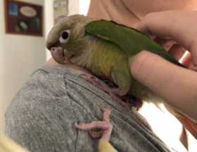 Lost Conure