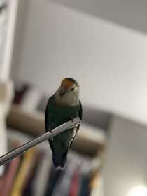 Lost Lovebird